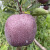卡布诺云南昭通黑卡嘎啦苹果新品种紫色黑钻苹果生鲜水果年货新鲜平果 5斤中果70-75mm 默认