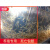 河青草虾罗氏沼南美白对淡水活体养殖专用虾 虾苗4-5公分200尾送20 温度没影