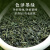 川茶集团叙府春芽茶叶绿茶四川茗茶宜宾天宫山高山云雾绿茶有机茶园