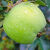 小青苹果水果新鲜应季当季新鲜脆甜3\\\/5\\\/10斤平果绿鲜苹果整箱 【带箱9.5-10斤】精选装