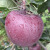 卡布诺云南昭通黑卡嘎啦苹果新品种紫色黑钻苹果生鲜水果年货新鲜平果 5斤中果70-75mm 默认