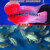 麦基乐 罗汉鱼活体起头鸿运金花火凤小型热带观赏鱼好养 鸿运罗汉鱼2cm左右(4+1防损)