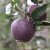 黑钻石苹果黑卡10斤黑嘎啦孕妇水果新鲜现摘稀有品种苹果高原5TT 5斤