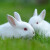 double yellow兔子活物 肉兔活体幼崽家兔纯种大型农家宠物兔兔苗 小白兔1对