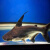 虎鲨蓝鲨鱼成吉思汗鲨鱼凶猛鱼白化鲨淡水热带鱼观赏鱼活体 30cm蓝鲨 1条