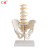 仁模RM-115自然自然大人体五节腰椎带骨盆及股骨模型 腰椎间盘骨骼骨盆模型教学
