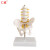 仁模RM-115A小型骨盆带五节腰椎模型脊柱模型骨科模型人体骨骼人体腰椎椎间盘骨盆模型医学模型