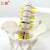 仁模RM-115A小型骨盆带五节腰椎模型脊柱模型骨科模型人体骨骼人体腰椎椎间盘骨盆模型医学模型