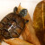 龟真寿红色发酵龙眼叶 100片  龙眼叶养龟仿原生态 乌龟缸环境造景龟用