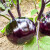 寿禾长茄子种子大全秧苗黑豹长茄线茄白蛋好品种家庭种植春季蔬菜 紫黑圆茄子种子 100粒