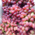 新疆玻璃脆无籽葡萄提子整箱5斤新鲜玻璃红提吐鲁番当季特产水果 净重2斤