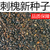 国槐种子刺槐树香花槐洋槐蜜蜂采蜜黄槐子多年生林木子紫穗槐一斤