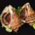 京沭大海螺鲜活海螺鲜活海鲜大中海螺小海螺水产特大生鲜贝类 海螺 500g 【中大号】4-5个 1斤(试吃装)