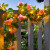 燧木太阳能户外灯玫瑰花藤条灯串花藤庭院花园栅栏装饰阳台栏杆氛围灯 10米100灯玫瑰灯串