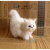 古仕龙仿真猫咪小猫动物毛绒玩具玩偶摆件猫咪公仔闺蜜结婚礼品创意礼物 自然白 12cm