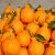 云南不知火丑橘当季新鲜橘子9斤 手剥超甜丑桔大果新鲜现摘水果 9斤