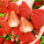褚味京金榜官方力荐 红颜99大草莓牛奶九九草莓品种年货送礼 1200g4盒礼盒装 中大果（单果约12-15g）