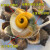京沭大海螺鲜活海螺鲜活海鲜大中海螺小海螺水产特大生鲜贝类 海螺 500g 【中大号】4-5个 1斤(试吃装)