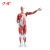沪模 HM/J1001 人体肌肉结构组织内脏器官解剖模型 238个数字标示80cm可拆27件运动模拟人