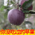 黑钻石苹果黑卡10斤黑嘎啦孕妇水果新鲜现摘稀有品种苹果高原5TT 5斤