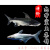 虎鲨蓝鲨鱼成吉思汗鲨鱼凶猛鱼白化鲨淡水热带鱼观赏鱼活体 30cm蓝鲨 1条