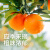 农夫山泉【2024新橙上市】农夫鲜果春橙脐橙 橙子礼盒装送礼 当季新鲜水果 【新橙上市】6斤（3kg礼盒装）