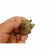 蟹爱（xieai）北种黄喉皖南金钱小青龟苗活体宠物小乌龟 9-15g 一只 盒装