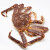 【活鲜】聚福鲜 鲜活帝王蟹 俄罗斯大螃蟹 长脚蟹 帝皇蟹海鲜年货 5.6-6.0/斤一只（鲜活发货）