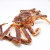 【活鲜】聚福鲜 鲜活帝王蟹 俄罗斯大螃蟹 长脚蟹 帝皇蟹海鲜年货 5.6-6.0/斤一只（鲜活发货）