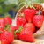 大凉山草莓 新鲜草莓 果奶油蛋糕 烘焙草莓 2.kg带箱