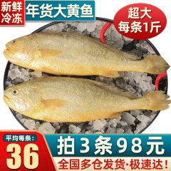 首鲜道 生鲜海鲜 福建大黄花鱼黄鱼新鲜冷冻年货海鲜水产生鲜 鱼类 大黄鱼500g*3条