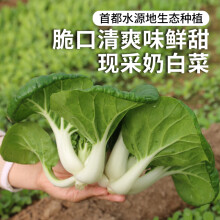 密农人家新鲜奶白菜 鲜嫩小白菜 新鲜蔬菜农家青菜 火锅食材 小白菜300g
