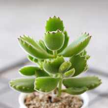 果花 多肉植物群生熊童子多头小老桩桌面盆栽绿植多肉苗 1株