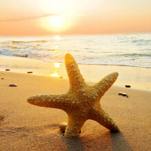 一日游 免费早接晚送 无购物 轻松华山-西峰索