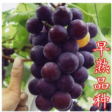 【【包邮必秒】盆栽葡萄树 五年生大苗 家有果