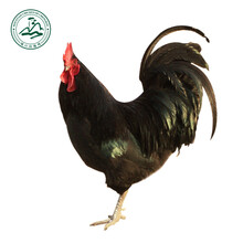 【乐农优选四川甘孜野生松茸蘑菇1斤装约6-9个