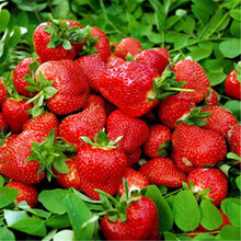 【果树苗 乌克兰 樱桃树苗 车厘子嫁接苗盆栽 地