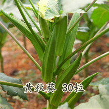 【唯友 蔬菜种子 阳台盆栽种子四季播种 黄瓜种