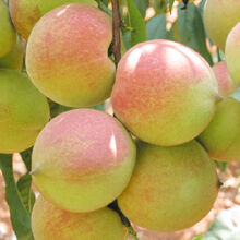 【果树苗 乌克兰 樱桃树苗 车厘子嫁接苗盆栽 地