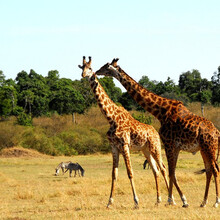 【【凯撒旅游】北京-蓝梦之醉-大溪地8日自由