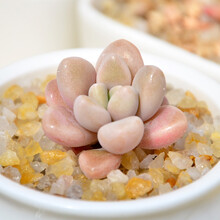 【壹植 15种多肉植物组合盆栽 花卉办公室内小