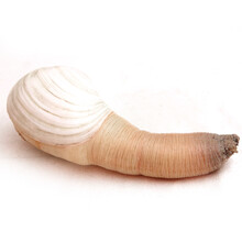 料理 北极贝刺身和深海鲜鲍十头鲍10只冷冻装