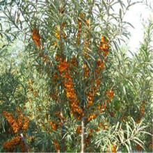 【卉之乡 热卖 荔枝苗果树苗 台湾进口果苗 番荔