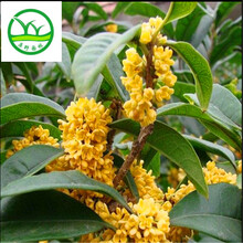 【【包邮必秒】盆栽葡萄树 五年生大苗 家有果