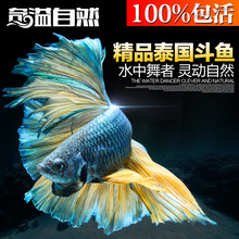 奇溢自然 泰国斗鱼 马尾狮王半月斗鱼 热带鱼 观