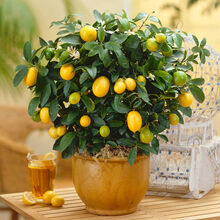 植树节特惠 - 京东全品类专题活动