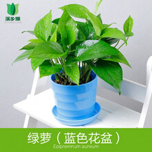 【卉之乡七彩辣椒 五彩观赏椒 樱桃椒 盆栽五彩