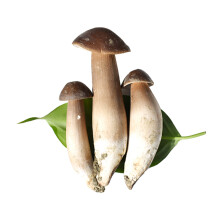 觅味生鲜菌菇 云南四川新鲜黑皮鸡枞菌蘑菇食用菌 1kg