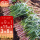 （耐热）寿光红满天韭菜种子20g