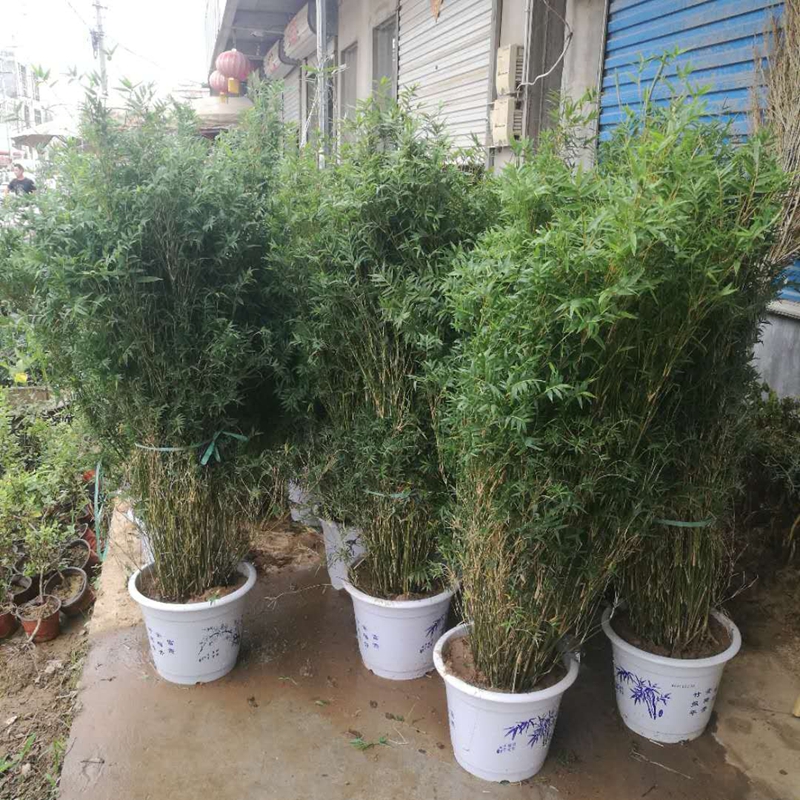 40颗装阳台居家盆栽竹子 观赏竹 小竹苗 米竹 凤尾竹可室内摆放绿植